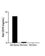 Rat CD70/CD27 Ligand Recombinant monoclonal antibody, PBS Only (Detector) 87274-1-PBS proteintech