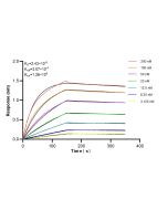 IRF4 Recombinant monoclonal antibody, PBS Only (Capture) 87342-1-PBS proteintech