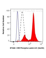 Phospho-Lamin A/C (Ser22) Recombinant monoclonal antibody 87346-1-RR proteintech