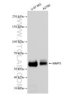 MMP3 Recombinant monoclonal antibody Proteintech  82984-4-RR