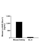 Mouse Ly-6A/E (Sca-1) Recombinant monoclonal antibody, PBS Only (Capture) 87403-3-PBS proteintech