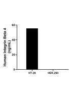 ITB4 Recombinant monoclonal antibody, PBS Only (Detector) 87416-3-PBS proteintech