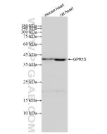 GPR15 Recombinant monoclonal antibody 87491-1-RR proteintech