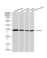 KLRA8 Recombinant monoclonal antibody 87538-2-RR proteintech