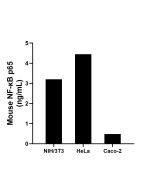 Mouse NF-κB p65 Recombinant monoclonal antibody, PBS Only (Capture) 87545-5-PBS proteintech