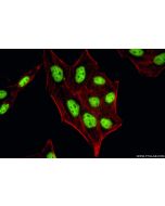 TBP Recombinant monoclonal antibody, PBS Only 87550-1-PBS proteintech