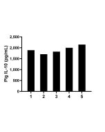 Pig IL-10 Recombinant monoclonal antibody, PBS Only (Capture) 87565-2-PBS proteintech
