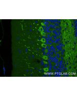 MAP1A Recombinant monoclonal antibody 87623-1-RR proteintech