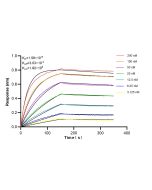 NCS1 Recombinant monoclonal antibody, PBS Only 87673-1-PBS proteintech