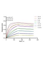 CIB1 Recombinant monoclonal antibody 87697-1-RR proteintech