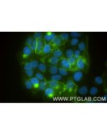 Claudin 1 Recombinant monoclonal antibody, PBS Only (Capture) 87782-2-PBS proteintech