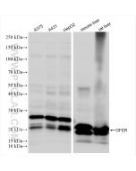 ALR Recombinant monoclonal antibody Proteintech  84972-4-RR