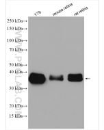 OTX2 Polyclonal antibody Proteintech  13497-1-AP