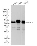 ACVR1B Recombinant monoclonal antibody Proteintech  83026-6-RR