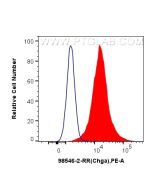Anti-Mouse Chromogranin A Rabbit Recombinant Antibody Proteintech  98546-2-RR