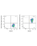 Anti-Human ICAM-2/CD102 Rabbit Recombinant Antibody Proteintech  98367-1-RR