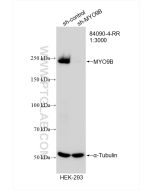 MYO9B Recombinant monoclonal antibody Proteintech  84090-4-RR