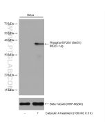 Phospho-EIF2S1 (Ser51) Monoclonal antibody Proteintech  68023-1-Ig