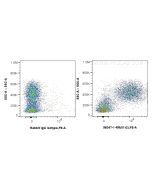 Anti-Mouse IL-1R2 Rabbit Recombinant Antibody Proteintech  98347-1-RR