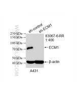 ECM1 Recombinant monoclonal antibody Proteintech  83067-6-RR
