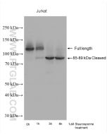 PARP1 Polyclonal antibody Proteintech  13371-1-AP