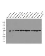 Lamin B1 Monoclonal antibody Proteintech  66095-1-Ig