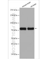 DRP1 (C-terminal) Polyclonal antibody Proteintech  12957-1-AP