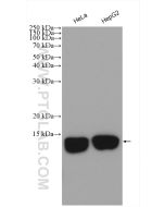 Histone H4 Polyclonal antibody Proteintech  16047-1-AP