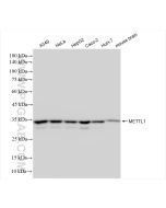 METTL1 Recombinant monoclonal antibody Proteintech  84272-1-RR