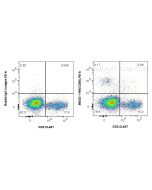 Anti-Human NCAM1/CD56 Rabbit Recombinant Antibody Proteintech  98033-1-RR