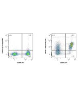 Anti-Mouse CD200 Rabbit Recombinant Antibody Proteintech  98039-1-RR
