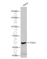 FEM1C Recombinant monoclonal antibody Proteintech  83536-1-RR