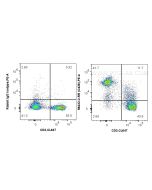 Anti-Mouse CD38 Rabbit Recombinant Antibody Proteintech  98433-3-RR