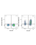Anti-Human TGFBR2 Rabbit Recombinant Antibody Proteintech  98438-1-RR