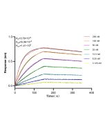 Anti-Human TNFR1/CD120a Rabbit Recombinant Antibody 98085-1-RR proteintech