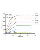 Anti-Human CD84 Rabbit Recombinant Antibody, PBS Only (Detector) 98108-1-PBS proteintech