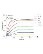 Anti-Human MICA/MICB Rabbit Recombinant Antibody 98110-1-RR proteintech