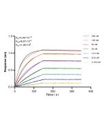 Anti-Human CRTAM/CD355 Rabbit Recombinant Antibody, PBS Only 98157-1-PBS proteintech