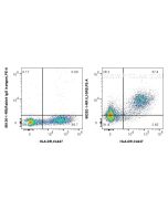 Anti-Human IL-10RB Rabbit Recombinant Antibody 98292-1-RR proteintech