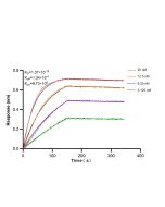 Anti-Mouse IL-28A Rabbit Recombinant Antibody 98388-1-RR proteintech