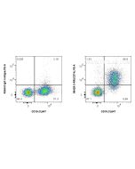 Anti-Mouse CD74 Rabbit Recombinant Antibody, PBS Only 98425-3-PBS proteintech