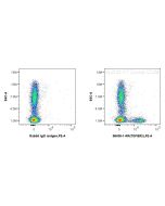 Anti-Human TGFBR2 Rabbit Recombinant Antibody 98438-1-RR proteintech