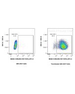 Anti-Rat GM-CSF Rabbit Recombinant Antibody, PBS Only 98463-3-PBS proteintech