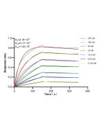 Anti-Human Chromogranin A Rabbit Recombinant Antibody, PBS Only 98570-1-PBS proteintech