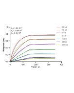 Anti-Human LILRA2/CD85h Rabbit Recombinant Antibody 98607-1-RR proteintech