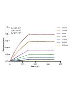 Anti-Human IL12RB2 Rabbit Recombinant Antibody, PBS Only 98621-2-PBS proteintech