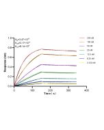 Anti-Human IL-22RA1 Rabbit Recombinant Antibody 98684-1-RR proteintech