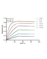 Anti-Pig IL-10 Rabbit Recombinant Antibody 98712-3-RR proteintech