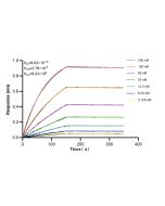 Anti-Mouse CD11b Rabbit Recombinant Antibody, PBS Only 98772-2-PBS proteintech