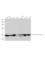 Mono-Methyl-Histone H3 (Lys36) Recombinant monoclonal antibody Proteintech  82825-2-RR